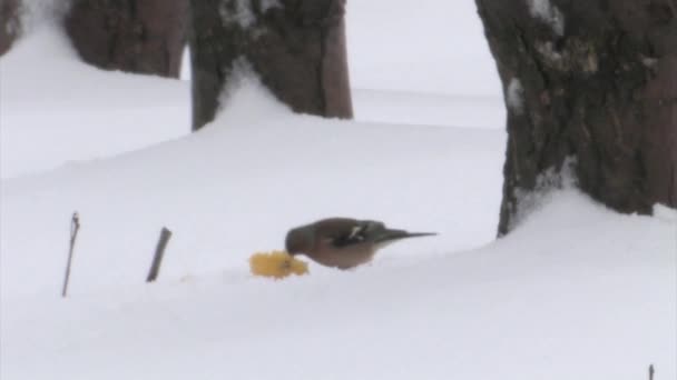 燕雀吃苹果在雪 戈兰高地 以色列 — 图库视频影像
