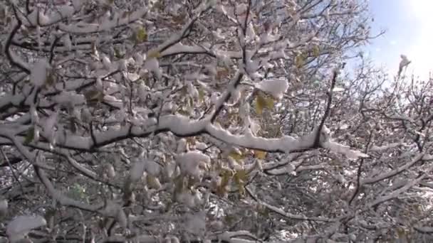 Roble Cubierto Nieve Altos Del Golán Israel — Vídeo de stock