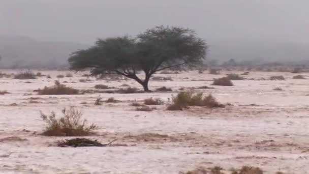 Schilderachtig Uitzicht Flash Overstroming Wadi Nekarot Negev Woestijn Israël — Stockvideo