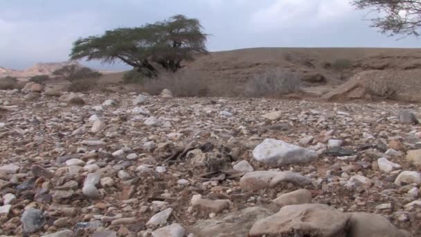 Vista Cercana Las Termitas Que Salen Tierra Wadi Nekarot Desierto — Vídeos de Stock
