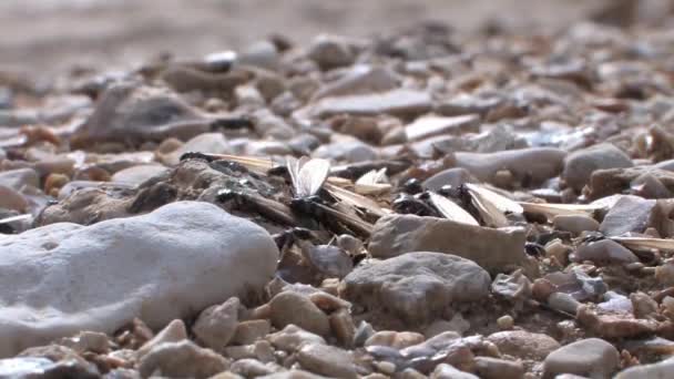 Nahaufnahme Von Termiten Die Aus Dem Boden Kommen Wadi Nekarot — Stockvideo