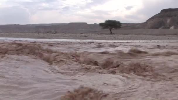 Vista Panorámica Inundación Repentina Wadi Nekarot Desierto Del Negev Israel — Vídeos de Stock