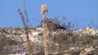 Kayaların arasına, Kudüs İsrail besleme küçük karga
