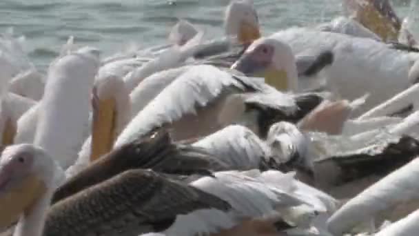 Troupeau Pélicans Blancs Nourrissant Dans Étang Poissons Israël — Video