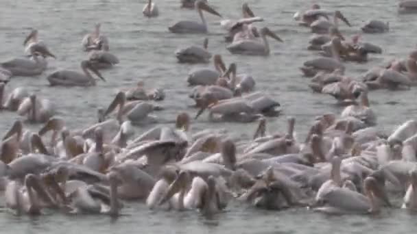 ホワイト ペリカンが魚のいる池 イスラエルで餌の群れ — ストック動画