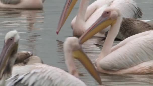 Flock White Pelicans Feeding Fish Pond Israel — Stock Video