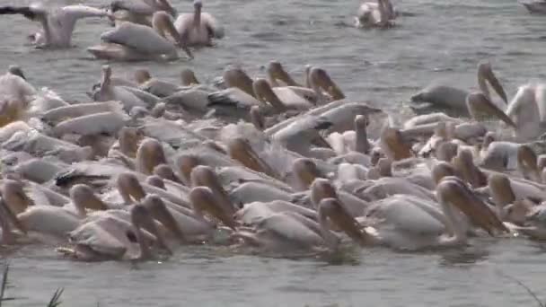 Flock White Pelicans Feeding Fish Pond Israel — Stock Video