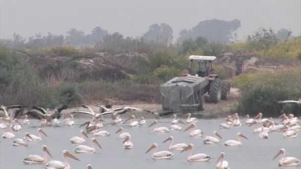 Schwarm Von Pelikanen Die Sich Fischteich Ernähren — Stockvideo