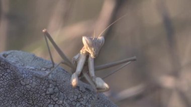 Dua eden peygamber devesi Golan Tepeleri, İsrail pusuda