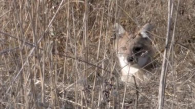 Altın çakal bitki örtüsü, Golan Tepeleri, İsrail dinlenme