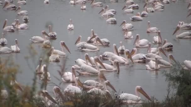 Schwarm Von Pelikanen Die Sich Fischteich Ernähren — Stockvideo