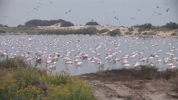 Troupeau Pélicans Blancs Nourrissant Dans Étang Poissons Israël — Video