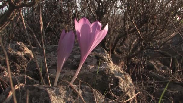 Flor Açafrão Golan Heights — Vídeo de Stock