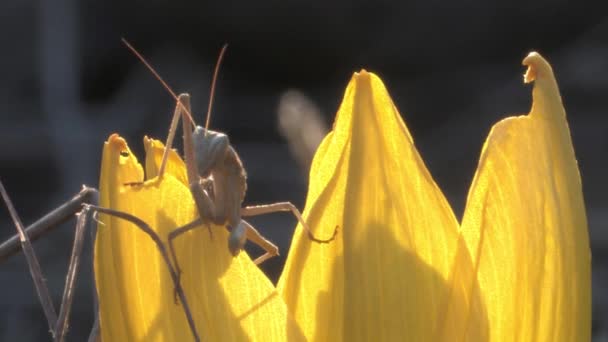 Orando Mantis Flor Grande Sternbergia Altos Del Golán Israel — Vídeos de Stock