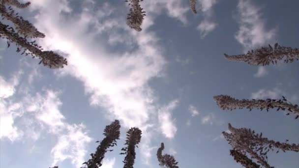 Niedrigwinkel Ansicht Von Seestiefeln Blüte Jerusalem Israel — Stockvideo