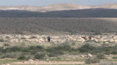 Bedevi çoban sürünün, Negev Çölü, İsrail ile