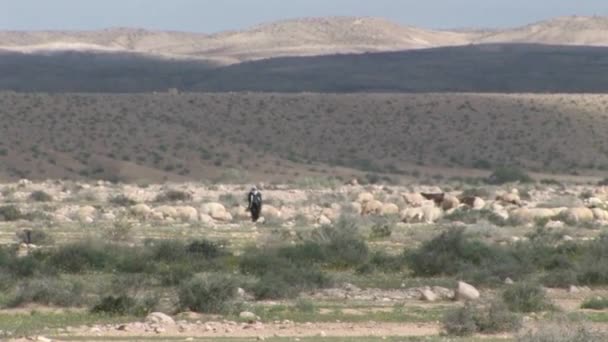 Bedouin Shepherd Med Flock Negev Öknen Israel — Stockvideo