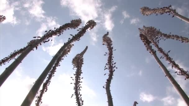 ブルーム エルサレム イスラエルの海海草のローアングル ビュー — ストック動画