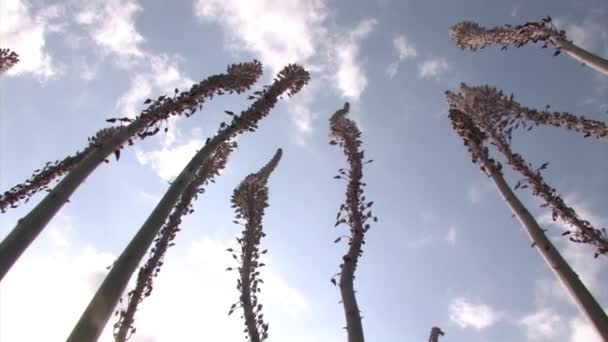 Deniz Squill Düşük Açılı Görünüş Bloom Jerusalem Srail — Stok video