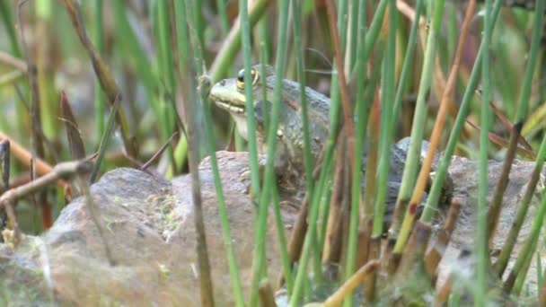 View Green Frog Water Jerusalem Israel — Stock Video