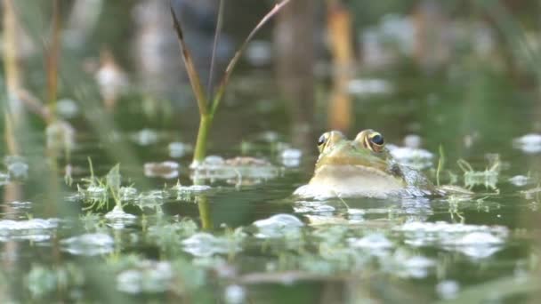 Вид Зеленую Лягушку Воде Иерусалим Израиль — стоковое видео