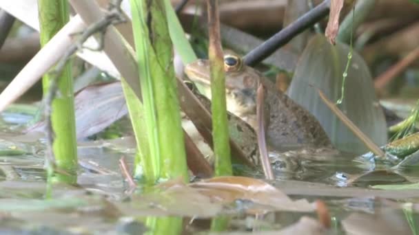 Вид Зеленої Жаби Воді Єрусалим Ізраїль — стокове відео