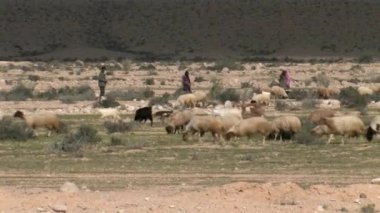 Bedevi çobanlar sürüyü, Negev Çölü, İsrail ile