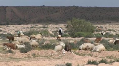 Bedevi çobanlar sürüyü, Negev Çölü, İsrail ile