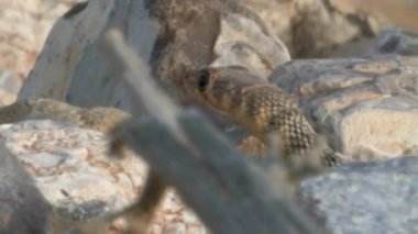 Yılan Çölü, Negev, İsrail'in görünümü Kapat