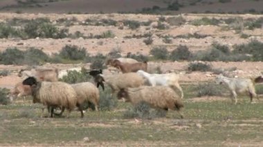 Bedevi çoban sürünün, Negev Çölü, İsrail ile