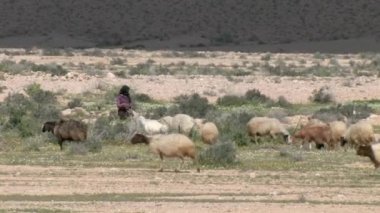 Bedevi çoban sürünün, Negev Çölü, İsrail ile