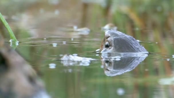 Вид Зеленую Лягушку Воде Иерусалим Израиль — стоковое видео