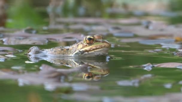 Vue Grenouille Verte Dans Eau Jérusalem Israël — Video