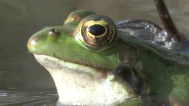 水中的绿蛙观 耶路撒冷 以色列 — 图库视频影像