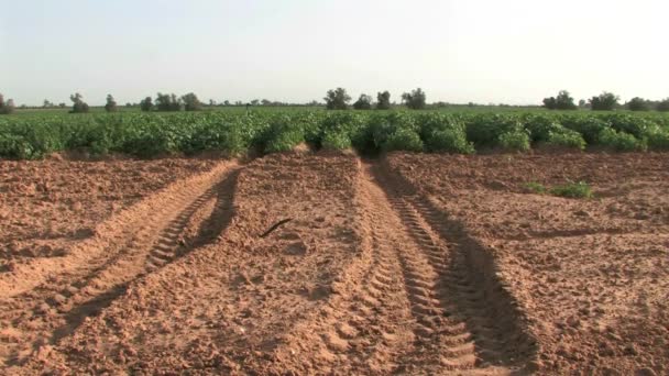 イスラエル ネゲブ西部のジャガイモ畑のパノラマ ビュー — ストック動画