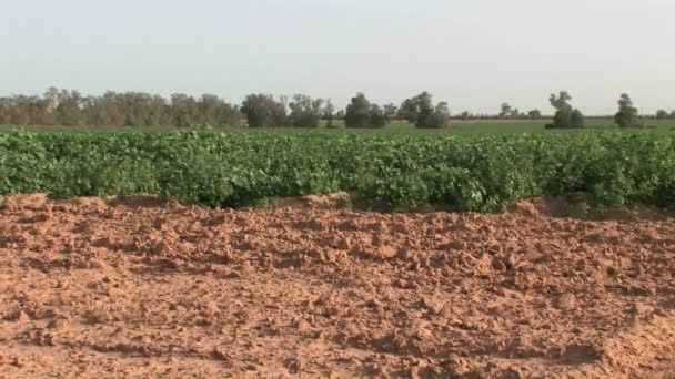 Blick Auf Kartoffelfelder Westlichen Negev Island — Stockvideo