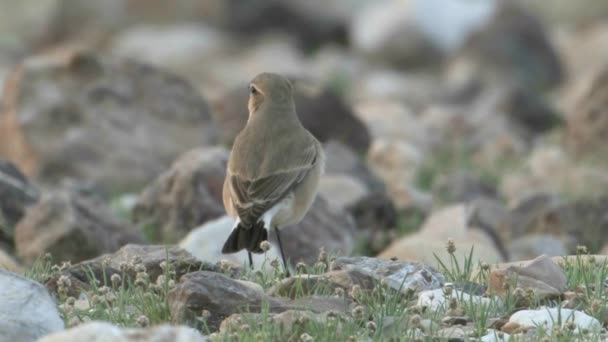 Nahaufnahme Von Isabelline Wheatear Arava Tal Israel — Stockvideo