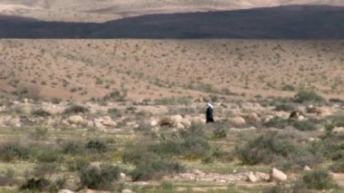 Bedevi çoban sürünün, Negev Çölü, İsrail ile