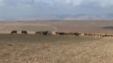 Panoramik otlatma ineklerin alanında, Galilee, İsrail