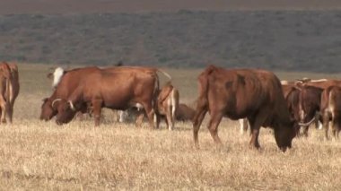 Panoramik otlatma ineklerin alanında, Galilee, İsrail