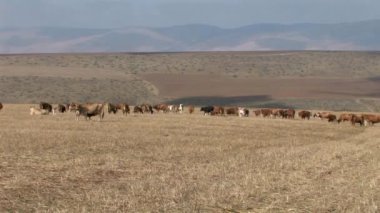 Panoramik otlatma ineklerin alanında, Galilee, İsrail