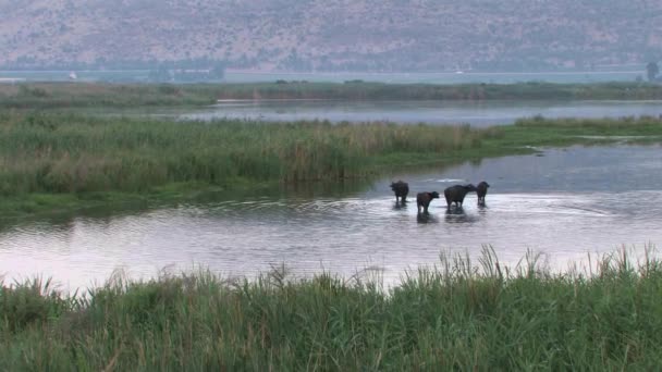 Waterbuffel Staande Het Water Hula Lake Israël — Stockvideo
