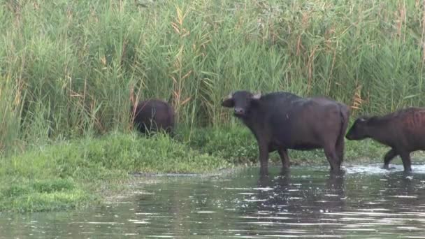 フラ湖 イスラエルの水牛の立っています — ストック動画