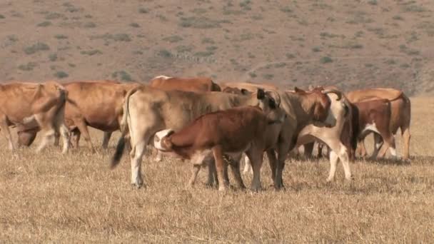 View Calf Suckling Milk Cow Field Galilee Israel — Stock Video