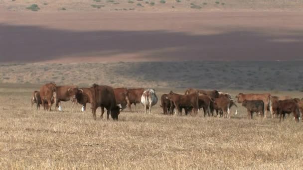 Vue Panoramique Pâturage Des Vaches Sur Terrain Galilée Israël — Video