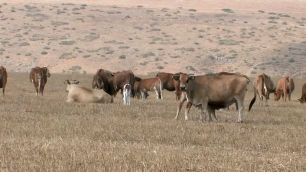 Vue panoramique du pâturage des vaches sur le terrain, Galilée, Israël 