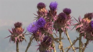 Enginar thistle, Galilee, İsrail görünümü Kapat