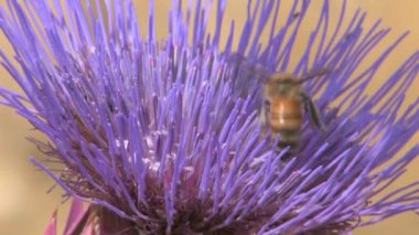Enginar thistle, Galilee, İsrail üzerinde bal arısı görünümü Kapat
