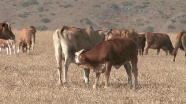 Vue du veau allaitant du lait de vache dans les champs, Galilée, Israël 