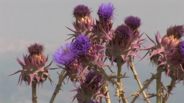 Stäng Kronärtskocka Tistel Galilee Israel — Stockvideo